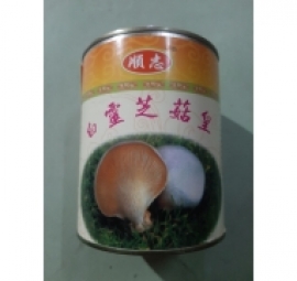 nấm bạch linh 白灵菇罐头 