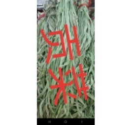 rau tiến vua 