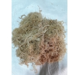 rong biển chân vịt ( trộn gỏi , ăn chè )