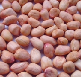 đậu phộng sống