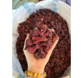 落神花 hoa atiso đỏ 