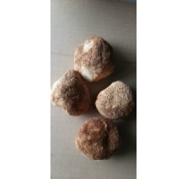 猴头菇 nấm hầu thủ 