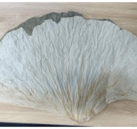 dried lotus laef 