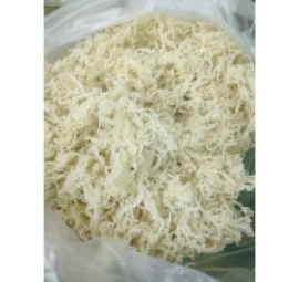 rong sụn trắng rong biển chân vịt 珊瑚草