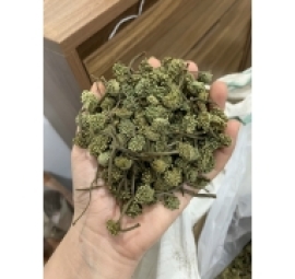 hoa tam thất khô 三七花乾