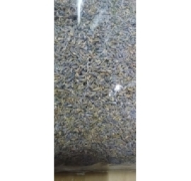 hoa oải hương lavender 薰衣草