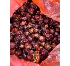 红灯笼辣椒 ớt khô lồng đèn 