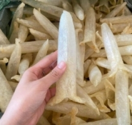 鱼胶筒 bong bóng cá ống 