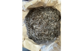 hạt hướng dương ( 10kg / 1 cây )