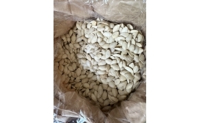 hạt bí ( 10kg / 1 cây )