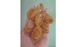 越南小鲍鱼 bào ngư khô việt nam 