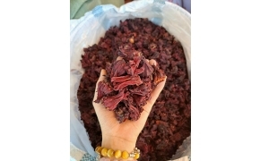 落神花 hoa atiso đỏ 