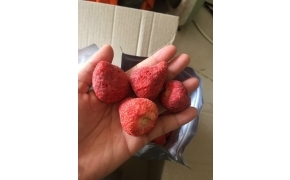 dâu sấy giòn 冻乾草莓脆粒