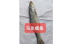 khô cá chét 马友咸鱼 