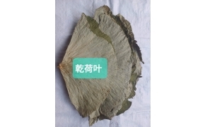 lá sen khô nguyên tấm lớn 乾大块荷叶 