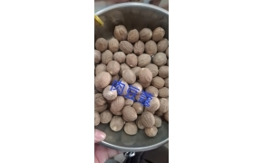 肉豆蔻 hạt nhục đậu khấu 